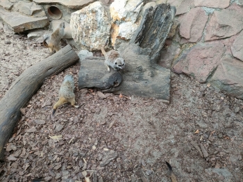 IMG-20260511-WA0143