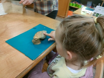 IMG-20260511-WA0227